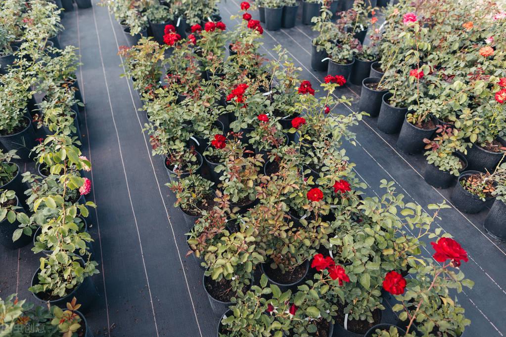 月季花的养殖方法,玫瑰花的养殖方法与技巧