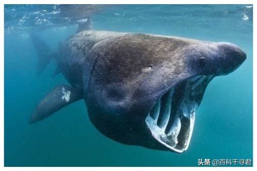 鲨鱼家族中最大的鲨鱼,鲨鱼家族哪个鲨鱼最大
