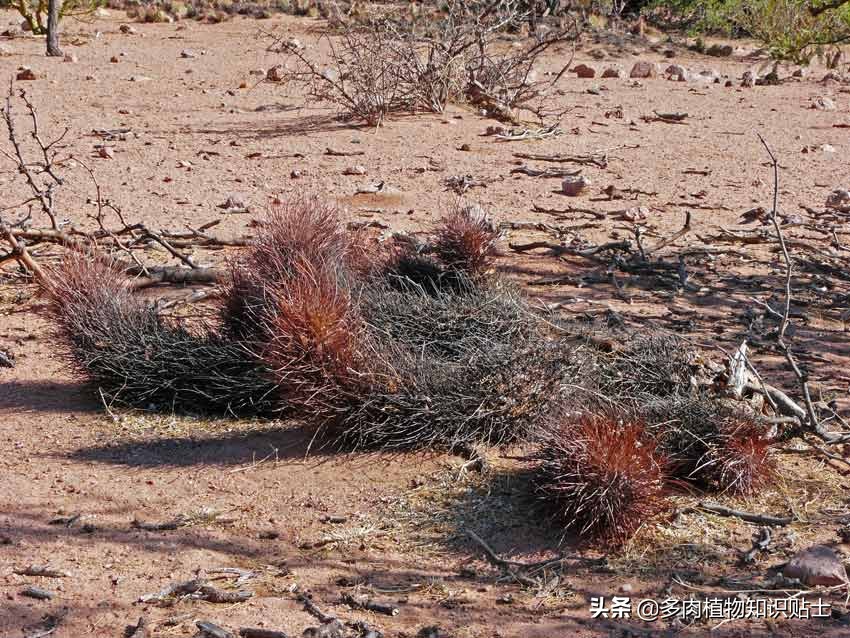 仙人掌新芽长歪了怎么办,仙人掌越长越歪怎么回事