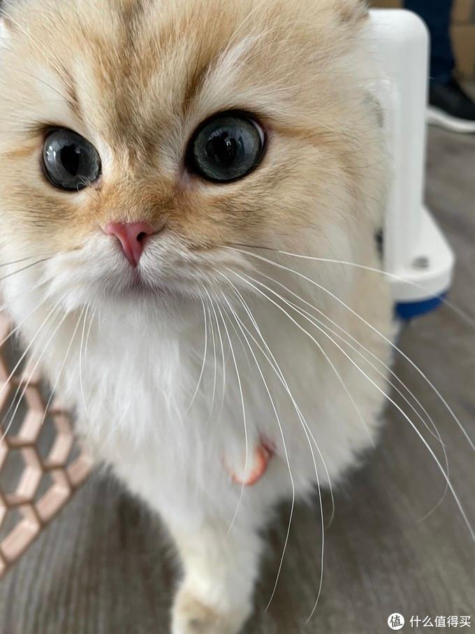 铲屎官亲民猫粮,铲屎官推荐的猫粮