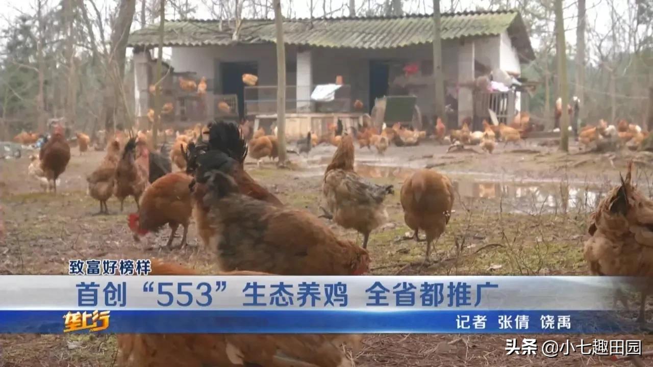 小伙用半亩地养鸡年收入40万,树林养鸡一年可以挣多少钱