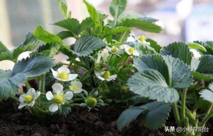 十棵草莓苗能结多少果子,100粒种子能种出多少棵草莓苗