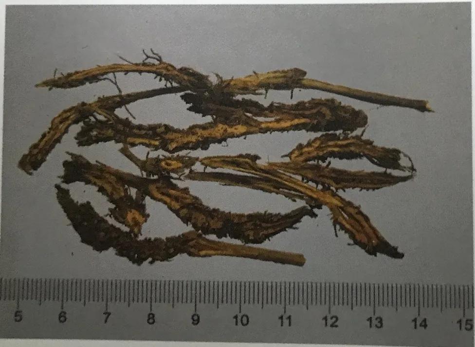 苦到极致的黄连,苦黄连的药用价值