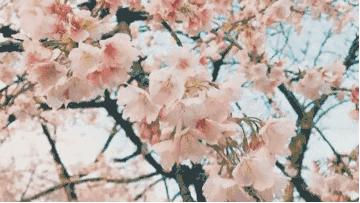 十大赏樱地,赏樱最好的三个地方