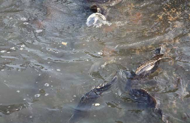 1亩池塘,投资1万元养鳜鱼,一年就能赚8万,农民:不用打工了