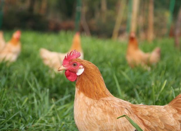 诊断禽流感必须注意和甄别什么,鸡禽流感怎么防治