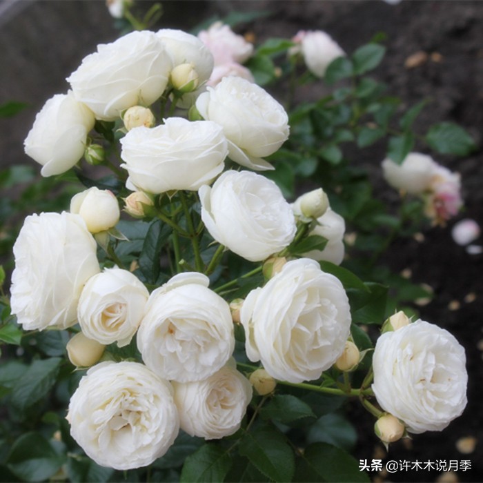 新手月季种植手册,牢记这6点,不死苗、开花多。新手收藏备用