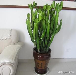 适合客厅养的树镇宅树,家庭养盆镇宅树