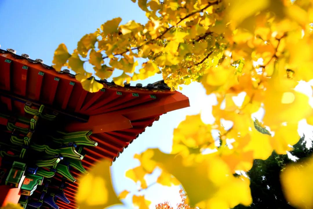 山东文化之旅攻略,山东旅游攻略冬季旅游路线