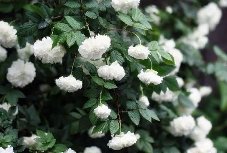 这六种花寓意吉祥好养易活,公认最吉利的4种花