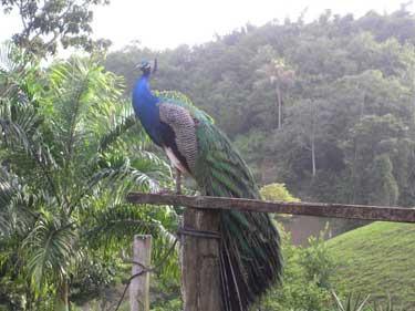 饲养孔雀赚钱,孔雀可以怎么挣钱