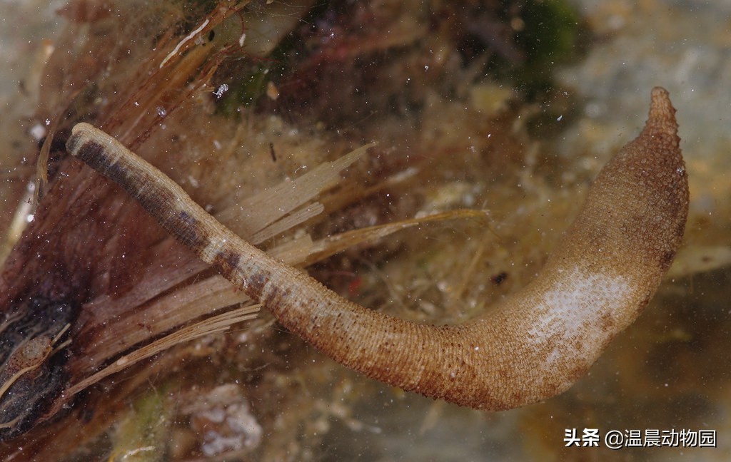 可怕的虫子科普知识,揭秘各种虫子