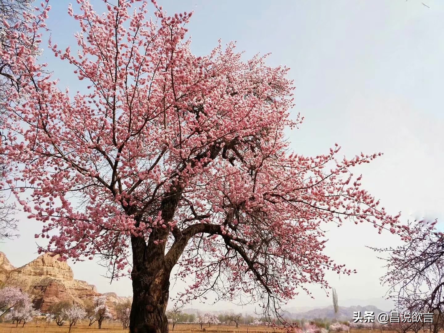 散文杏花朗诵,散文杏花春雨江南