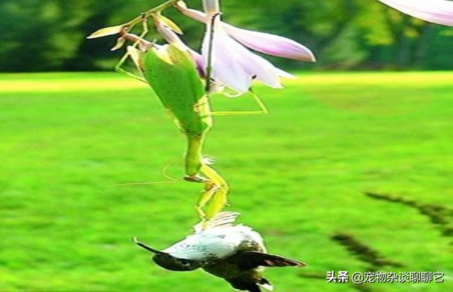 螳螂虽然美丽但性情却非常凶狠,螳螂是怎么成为最强食肉昆虫的