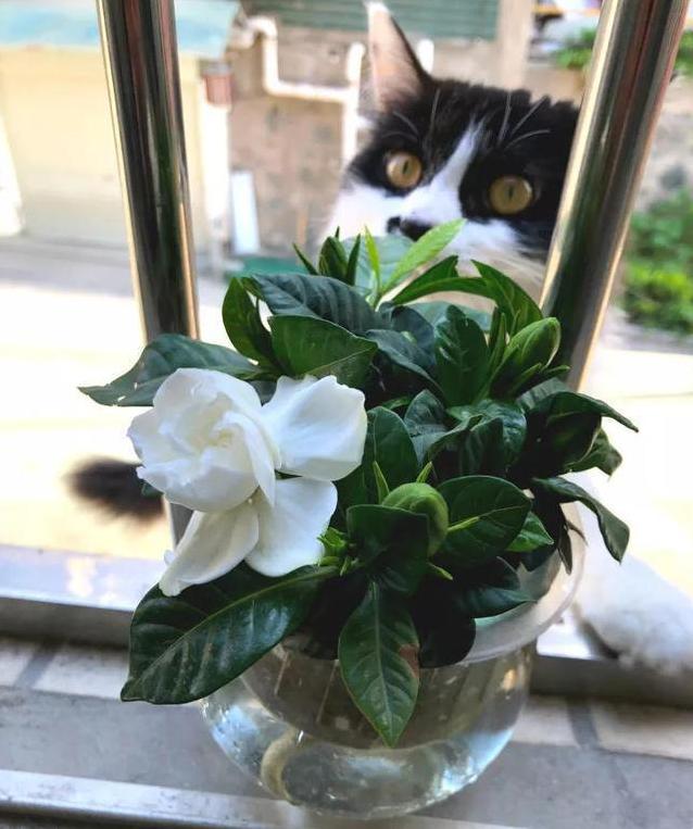 这4种花只要水就可以养活,家中水养的15种花