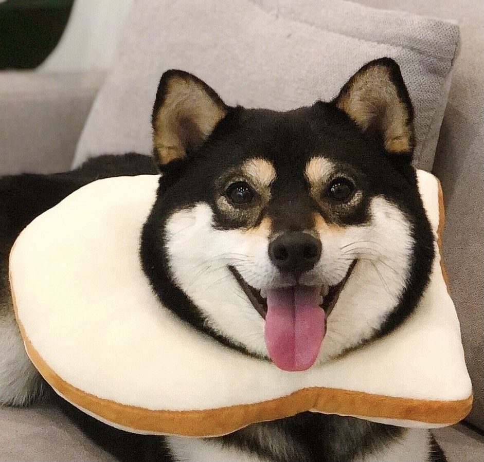 为什么不建议买柴犬呢,柴犬怎么来中国的