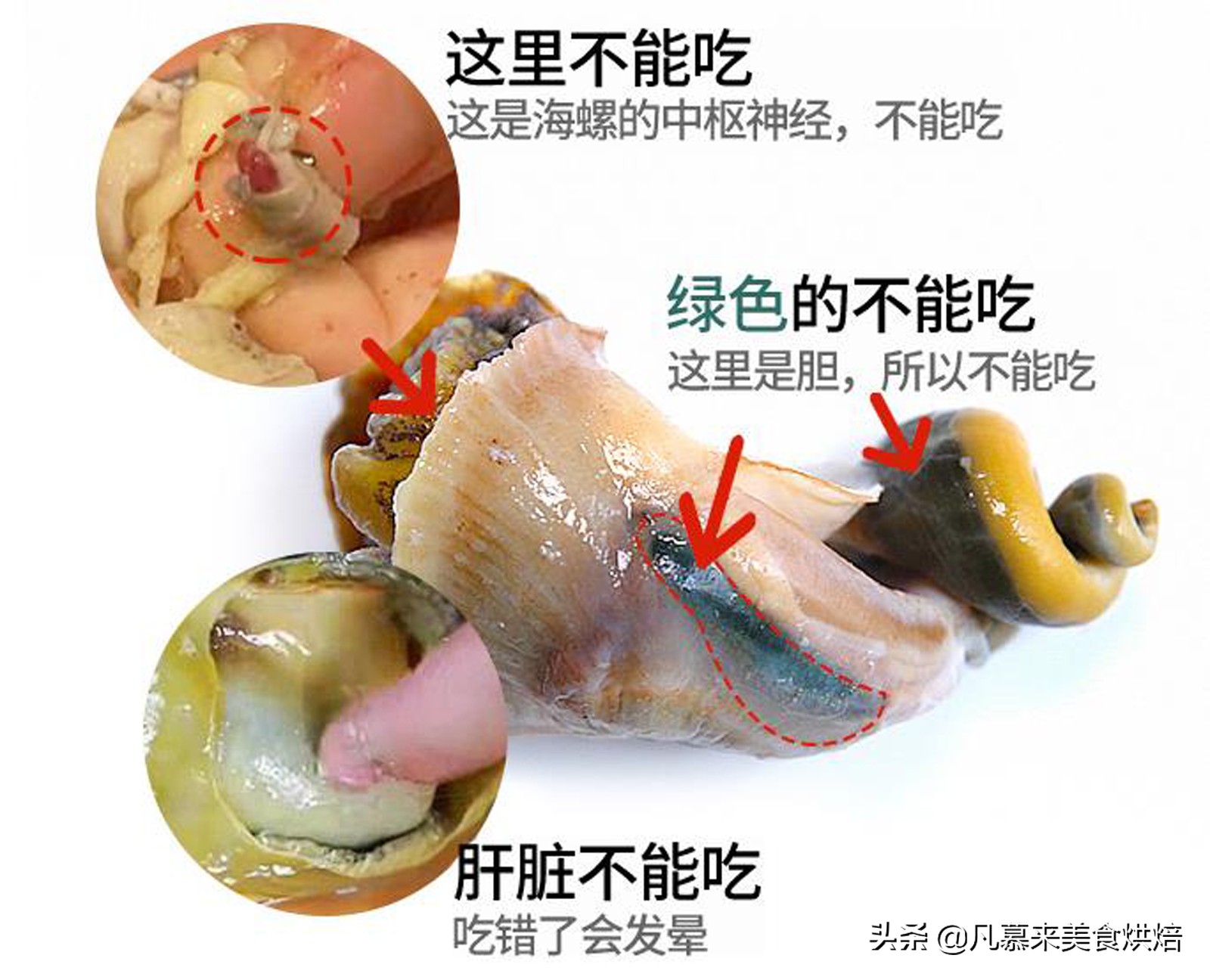 大海螺的正确吃法,最大的大海螺的正确吃法