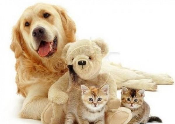 45种常见狗狗认几种主人,45种常见狗狗拉布拉多图片