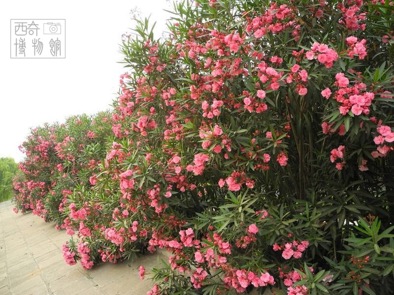 盘点古代十大剧毒,最常见的十种剧毒