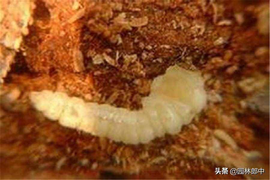 树底下掉一堆木屑是什么虫害,树从里面掉木屑怎么处理