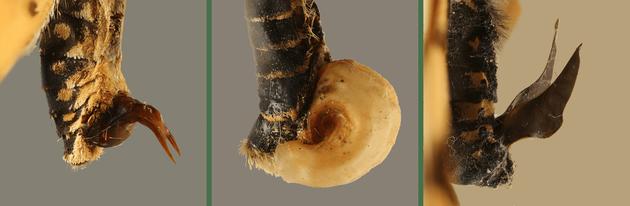 蝴蝶拥有复杂*交性**配：雄*交性**配后会留下“贞操带”