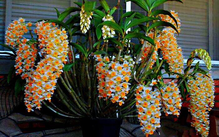 大自然石斛花,哪种石斛花好看又好吃