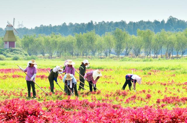 仙桃凭什么排在湖北百强县第一名,2020gdp百强县仙桃