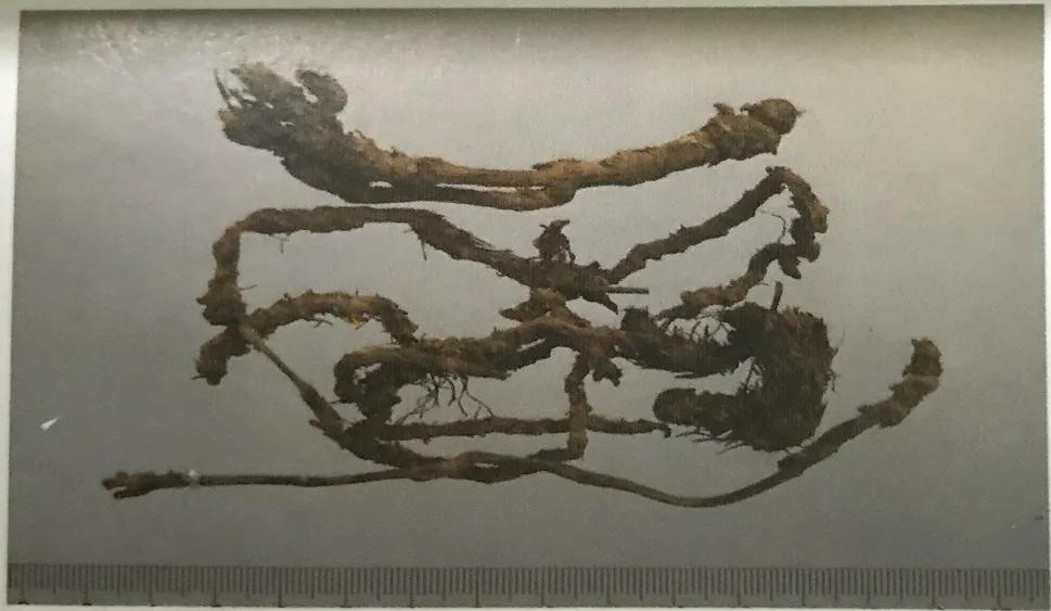 苦到极致的黄连,苦黄连的药用价值