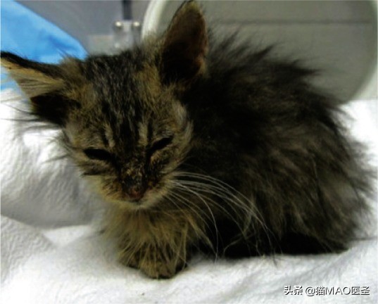 猫咪皮肤病症状及图片,猫咪皮肤病真菌