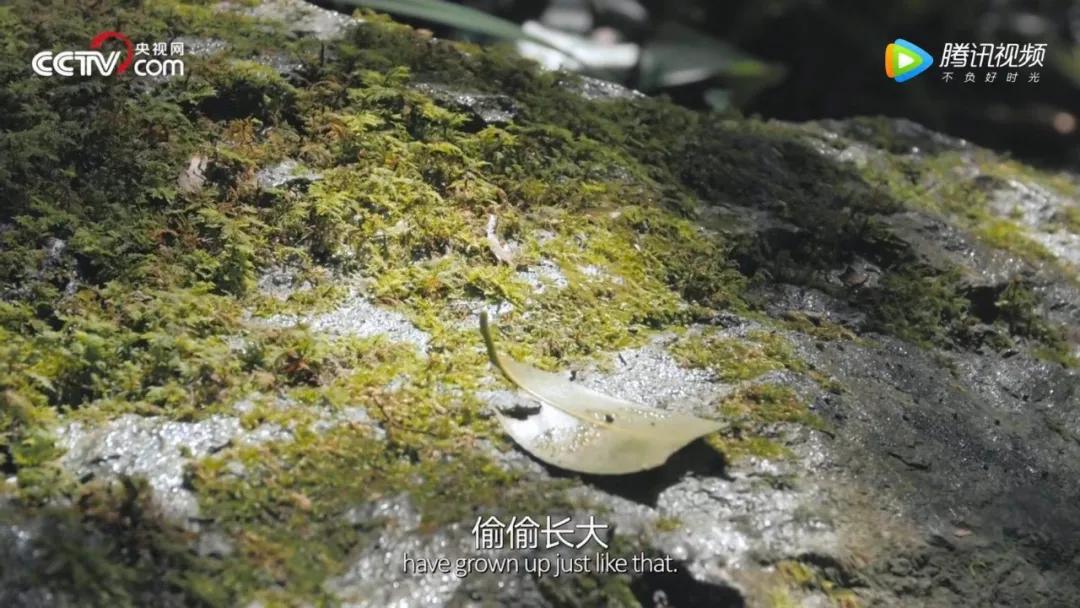 豆瓣9.2，看完这部纪录片，就像过了一生