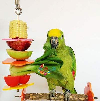 你家鹦鹉吃猫粮吗,家养鹦鹉喂小米