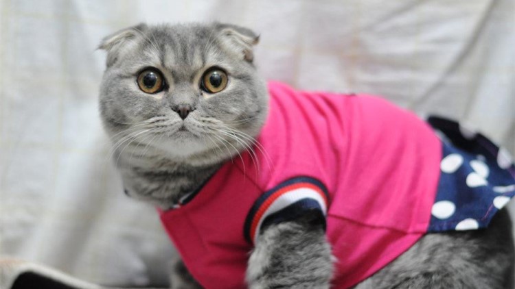 猫咪五种性格类型,猫咪有这6种表现说明你养得好