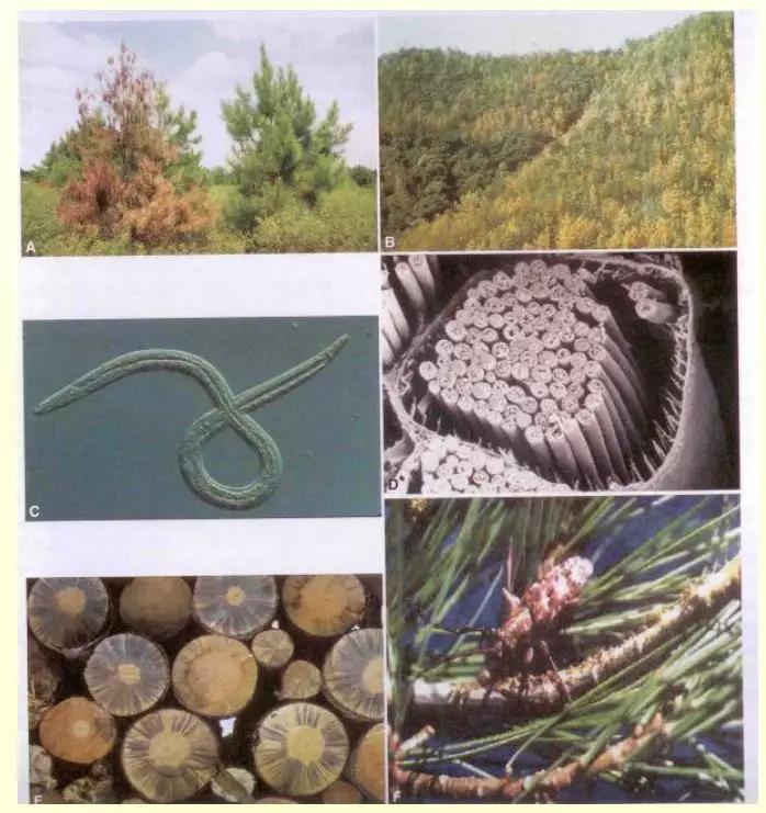 根结线虫病害及治疗方法,根结线虫危害全过程