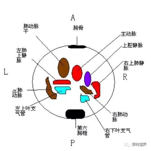 胎儿心脏三种血管关系模式图,25周的胎儿心脏弓切面多少正常