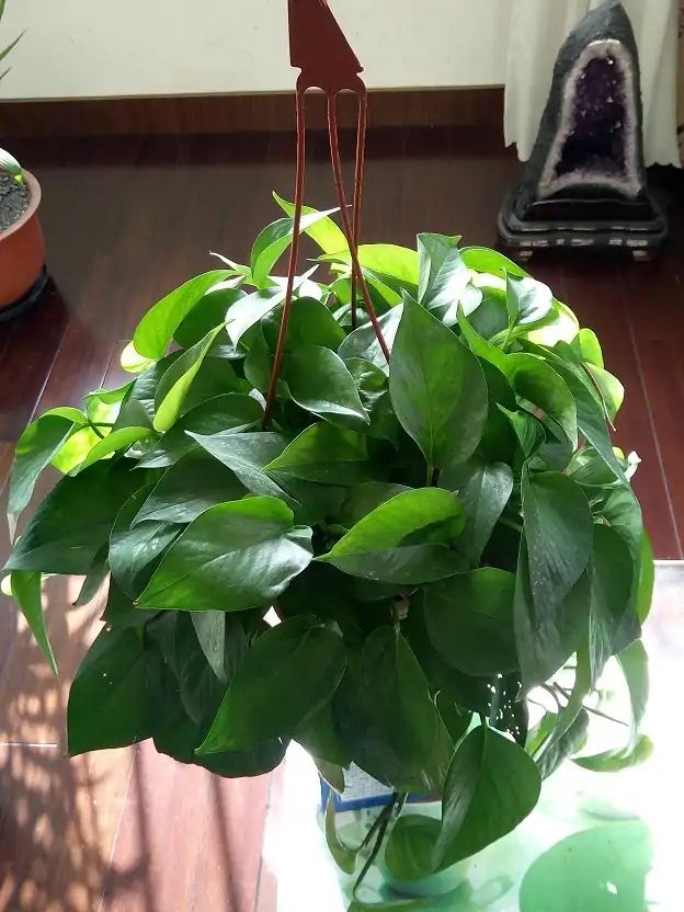 养了很多花只有绿萝最好养,绿萝养死还能养什么花