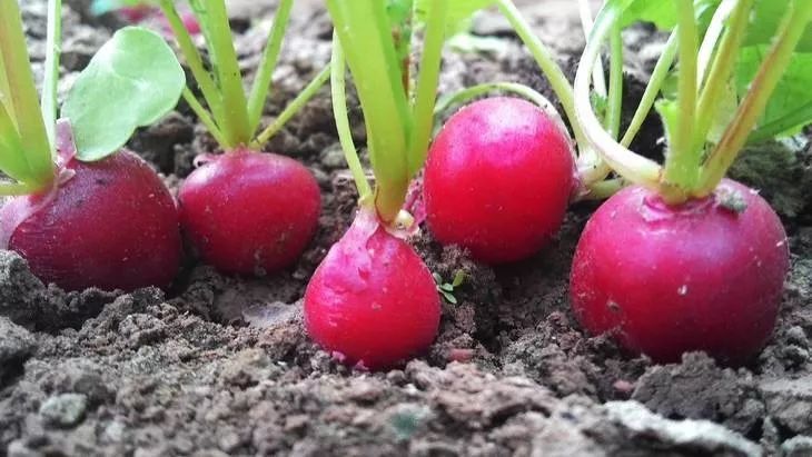 亩收入50万元种植项目赚钱,80亩种植利润