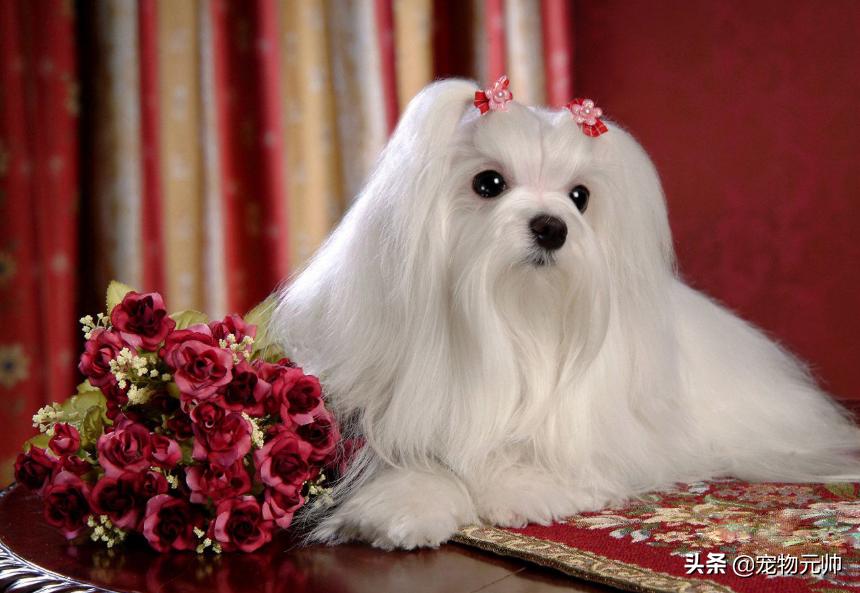 可爱的小型犬,可爱好养的小型犬