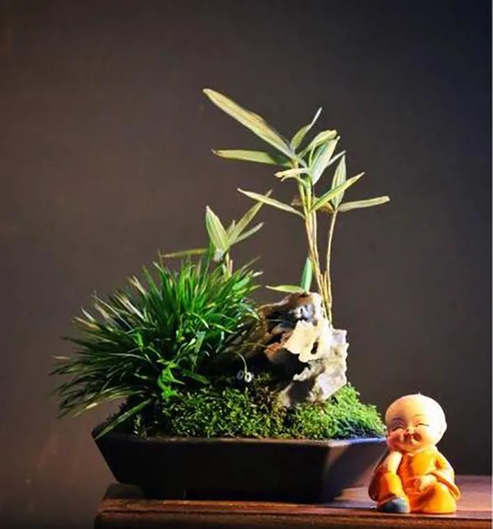 盆栽菖蒲欣赏,菖蒲盆景水培