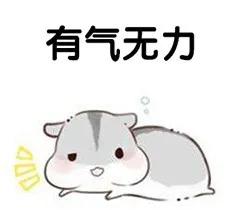 养的小荷兰猪为啥会死,豚鼠荷兰猪一般能活多久