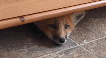 俄罗斯小哥救了兔狲,俄罗斯小哥救了只兔狲