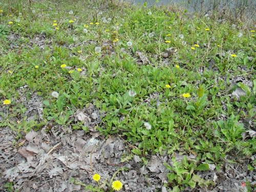 荒坡蒲公英种植的经济效益怎样,蒲公英的种植前景和利润怎么样