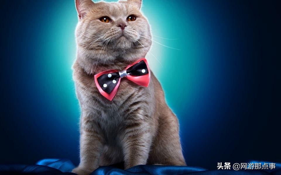 穿越火线里的猫枪,游戏里面的穿越火线