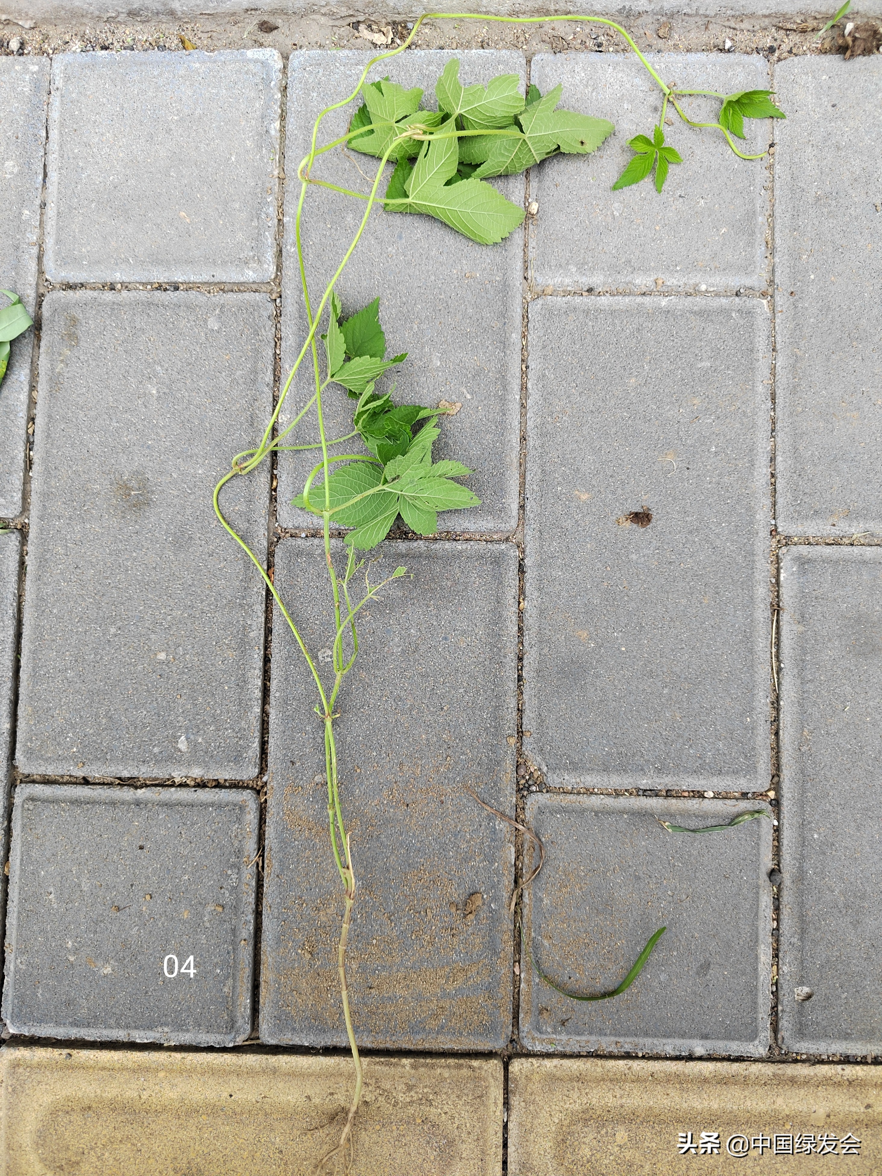 去野草留“精华”，整齐划一的草坪如何体现北京生物多样性？