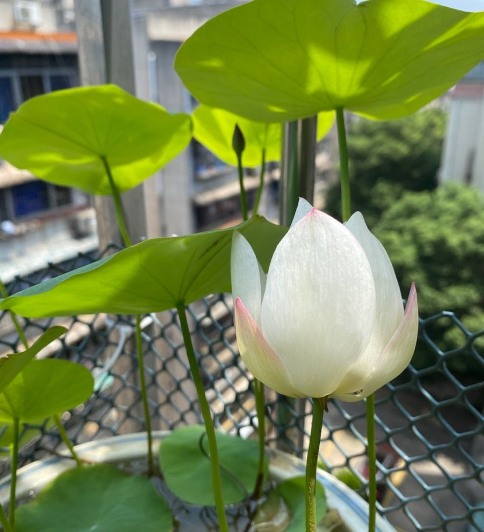 怎样把碗莲养成亭亭玉立的样子,想要把碗莲养开花应该怎么去培养