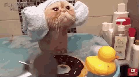 冬天给猫咪洗澡会不会感冒,猫咪冬天洗澡会感冒吗