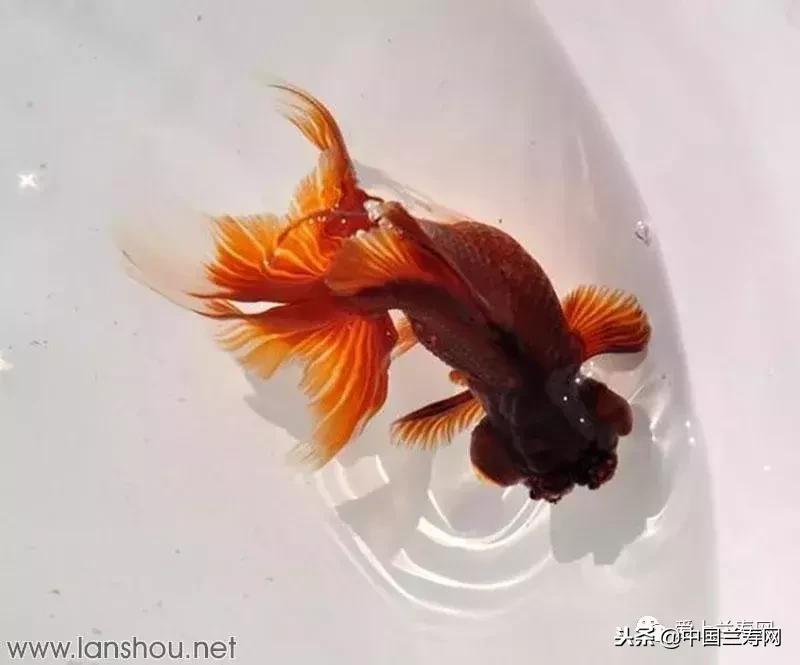 生命力最大的金鱼品种有哪些,十大最好的金鱼品种