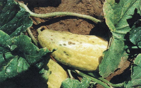 甜瓜治黑星病的最佳方法,甜瓜白粉病和黑星病用什么药