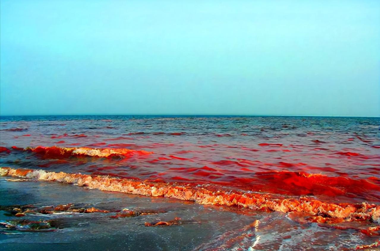 受赤潮影响的鱼可以吃吗,日本海水核污染鱼还能吃吗