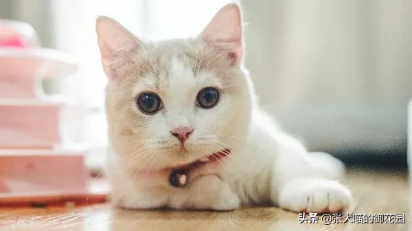 多猫家庭猫咪挑食该如何解决,猫咪挑食瘦怎么养胖