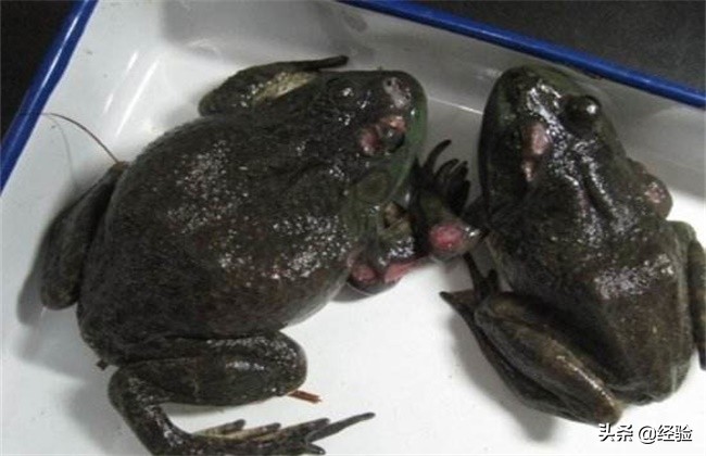 牛蛙蝌蚪管理及病害,牛蛙常见病害及防治方法